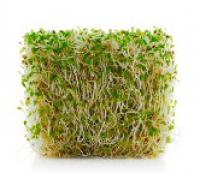 Alfalfa 美芽菜